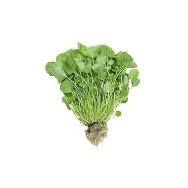 AGRIAO HIDROPONICO UN