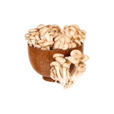 HORTI COGUMELO SHIMEJI BR